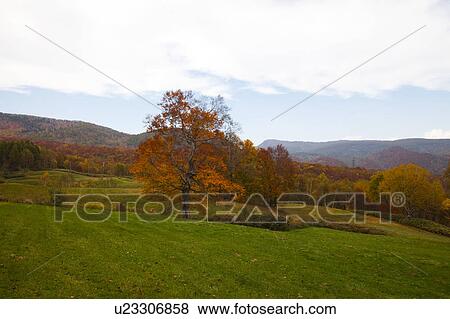 Stock Photo - Okushiga Highland, Nagano Prefecture, Honshu, Japan. Fotosearch