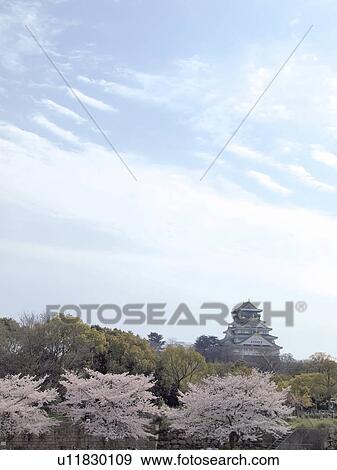 Stock Photo - Osaka castle and cherry blossoms, Osaka Prefecture, Honshu, Japan. Fotosearch