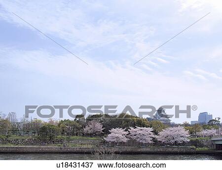 Stock Photo - Osaka castle and cherry blossoms, Osaka Prefecture, Honshu, Japan. Fotosearch