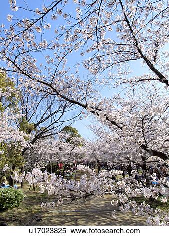 Stock Photography - Osaka Castle Nishinomaru Park, Osaka Prefecture, Honshu, Japan. Fotosearch