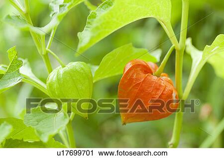 Stock Image - Papery Orange and Green Fruits of Chinese Lantern. Fotosearch