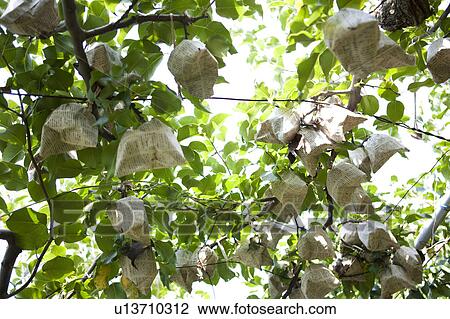 Stock Image - Pears Wrapped in Paper. Fotosearch