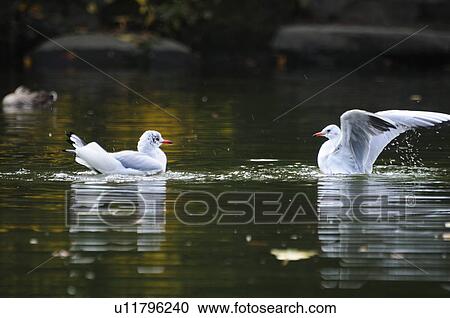 Stock Image - Pewitt Gulls. Fotosearch