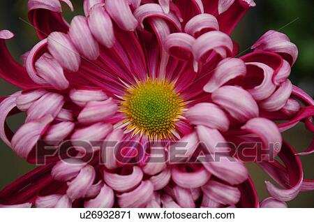 Pink Chrysanthemum Flower View Large Photo Image Stock Image - Pink Chrysanthemum Flower. Fotosearch