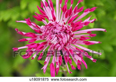 Stock Photography - Pink Chrysanthemum Flower. Fotosearch