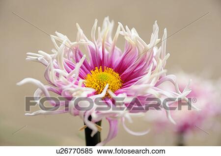 Pink Chrysanthemum Flower View Large Photo Image Stock Photography - Pink Chrysanthemum Flower. Fotosearch