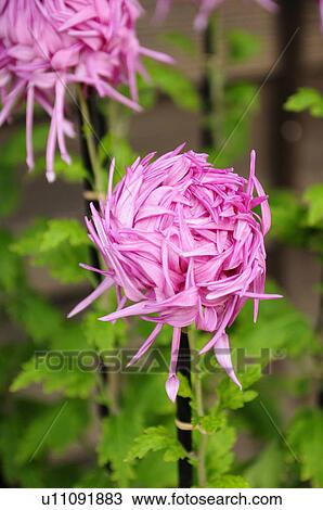 Stock Image - Pink Chrysanthemum Flowers. Fotosearch
