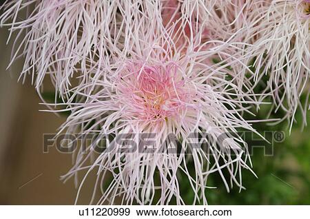 Pink Chrysanthemum View Large Photo Image Stock Photo - Pink Chrysanthemum. Fotosearch