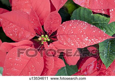Stock Image - Poinsettia Flowers. Fotosearch
