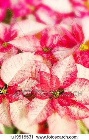 Stock Image - Poinsettia. Fotosearch