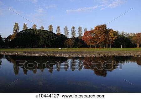 Polar Trees Reflected in Pond View Large Photo Image Stock Photo - Polar Trees Reflected in Pond. Fotosearch