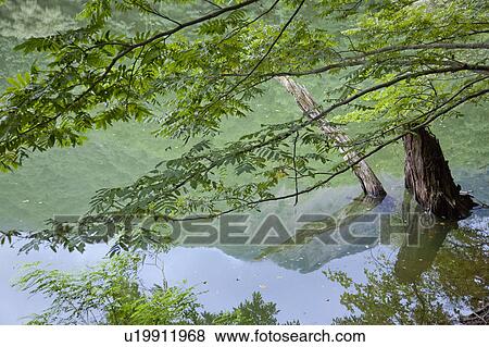 Stock Photo - Pond of Ketoba, One of the Twelve Lakes in Shirakami-Sanchi. Fotosearch