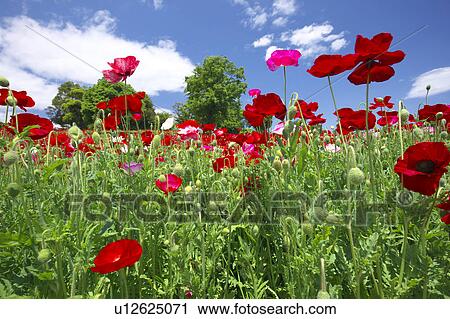 Stock Image - Poppy field. Fotosearch