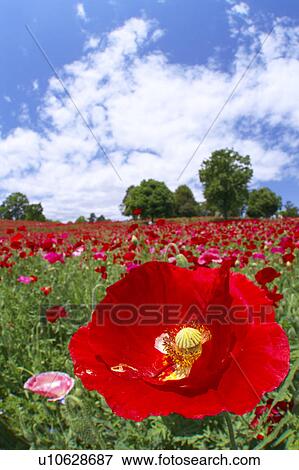 Stock Photo - Poppy field, Tokyo, Honshu, Japan. Fotosearch