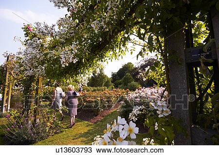 Stock Image - Queen Mary Rose Garden. Fotosearch