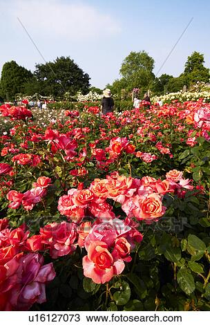 Stock Image - Queen Mary Rose Garden. Fotosearch