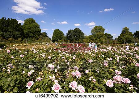 Stock Image - Queen Mary Rose Garden. Fotosearch