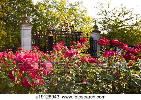 Queen Mary Rose Garden View Large Photo Image Stock Image - Queen Mary Rose Garden. Fotosearch