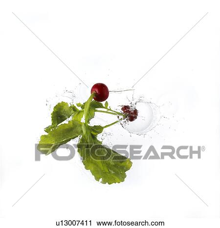 Radish Falling Into Water View Large Photo Image Stock Image - Radish Falling Into Water. Fotosearch