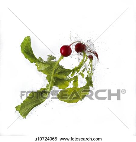 Radish Falling Into Water View Large Photo Image Stock Photography - Radish Falling Into Water. Fotosearch