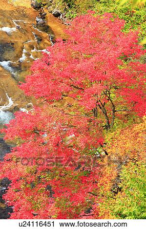Red Autumnal Tree View Large Photo Image Stock Image - Red Autumnal Tree. Fotosearch