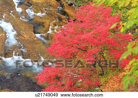 Stock Photo - Red Autumnal Tree. Fotosearch
