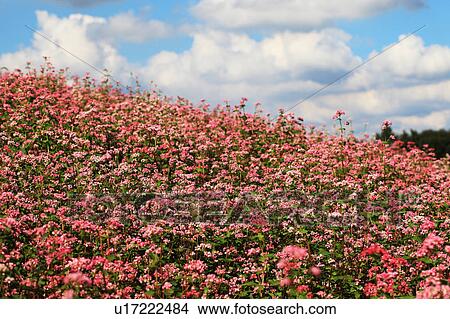 Red buckwheat field View Large Photo Image Picture - Red buckwheat field. Fotosearch