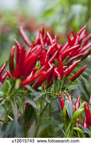 Red Chilli Peppers View Large Photo Image Stock Image - Red Chilli Peppers. Fotosearch