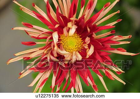 Stock Photography - Red Chrysanthemum Flower. Fotosearch