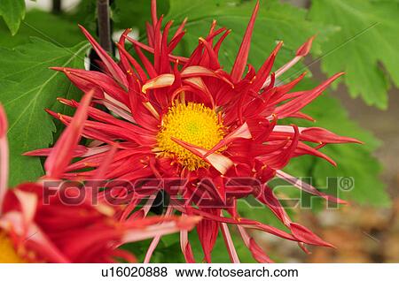 Red Chrysanthemum View Large Photo Image Stock Photo - Red Chrysanthemum. Fotosearch