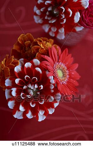 Red Flowers in Red Vase Placed on Red Cloth View Large Photo Image Stock Photo - Red Flowers in Red Vase Placed on Red Cloth. Fotosearch