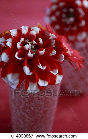 Red Flowers in Red Vase Placed on Red Cloth View Large Photo Image Stock Photo - Red Flowers in Red Vase Placed on Red Cloth. Fotosearch