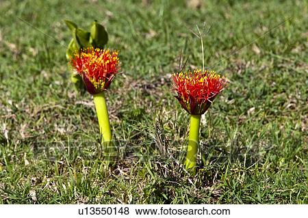 Stock Photo - Red Flowers. Fotosearch
