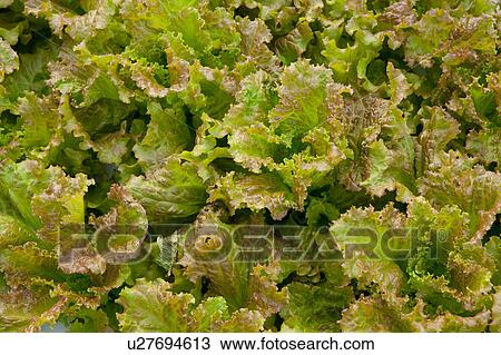 Red Leaf Lettuce, Close-up, Gunma Prefecture, Japan View Large Photo Image Stock Image - Red Leaf Lettuce, Close-up, Gunma Prefecture, Japan. Fotosearch