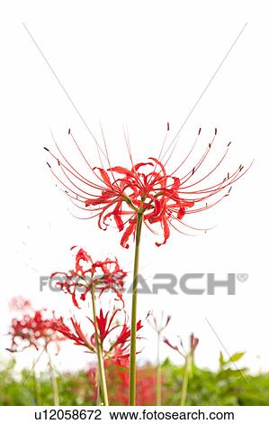 Red Spider Lily View Large Photo Image Stock Image - Red Spider Lily. Fotosearch