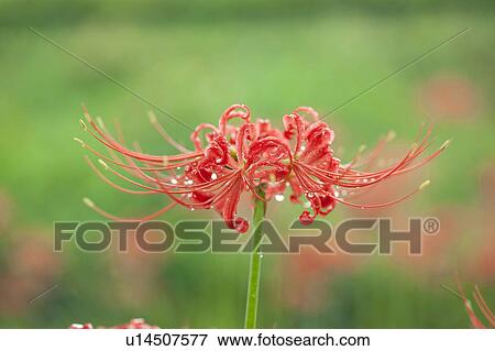 Stock Photo - Red Spider Lily. Fotosearch