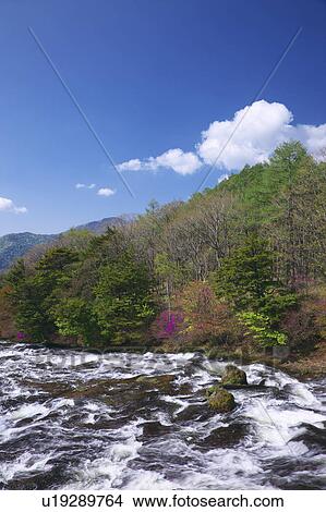Rhododendron wadanum, Nikko, Tochigi Prefecture, Honshu, Japan View Large Photo Image Picture - Rhododendron wadanum, Nikko, Tochigi Prefecture, Honshu, Japan. Fotosearch