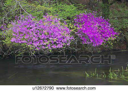 Rhododendron wadanum, Nikko, Tochigi Prefecture, Honshu, Japan View Large Photo Image Stock Image - Rhododendron wadanum, Nikko, Tochigi Prefecture, Honshu, Japan. Fotosearch