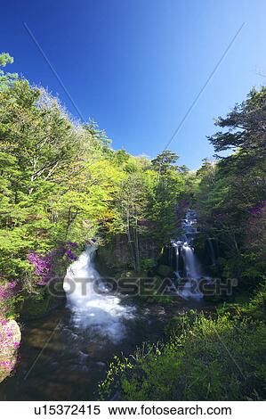 Rhododendron wadanum, Nikko, Tochigi Prefecture, Honshu, Japan View Large Photo Image Stock Photography - Rhododendron wadanum, Nikko, Tochigi Prefecture, Honshu, Japan. Fotosearch