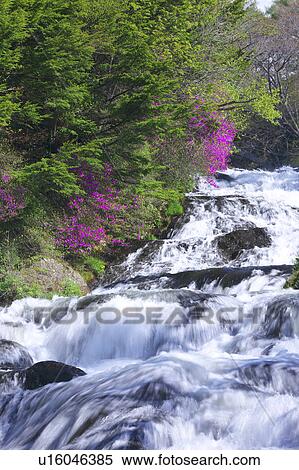 Stock Photography - Rhododendron wadanum, Nikko, Tochigi Prefecture, Honshu, Japan. Fotosearch