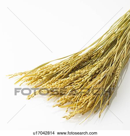 Picture - Rice Crop. Fotosearch