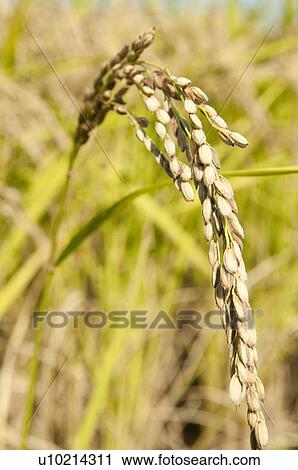 Rice Crop View Large Photo Image Stock Image - Rice Crop. Fotosearch