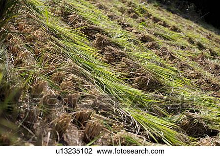 Rice Crop View Large Photo Image Stock Image - Rice Crop. Fotosearch