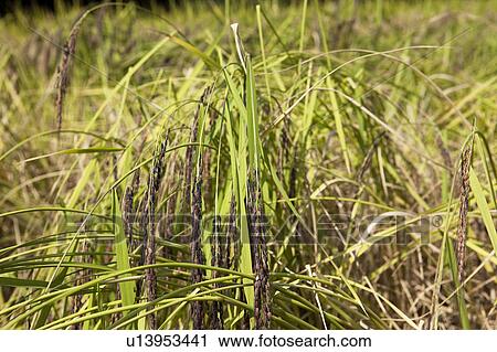Rice Crop View Large Photo Image Stock Image - Rice Crop. Fotosearch