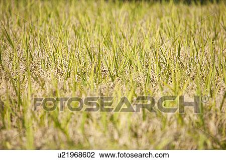 Stock Image - Rice Crop. Fotosearch