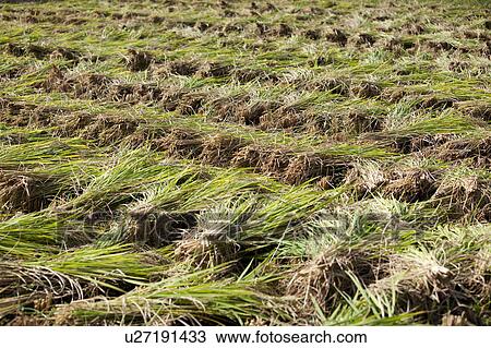 Rice Crop View Large Photo Image Stock Image - Rice Crop. Fotosearch