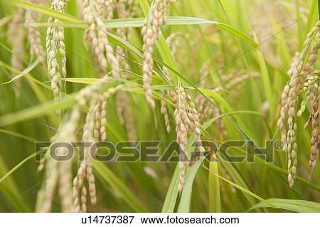 Rice Crop View Large Photo Image Stock Photo - Rice Crop. Fotosearch