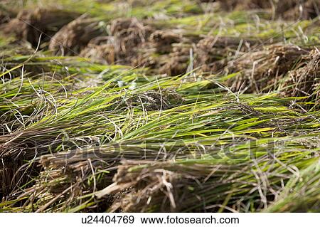 Rice Crop View Large Photo Image Stock Photo - Rice Crop. Fotosearch