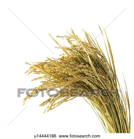Stock Photograph - Rice Crop. Fotosearch