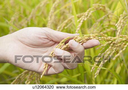 Stock Image - Rice in Person's Hand. Fotosearch